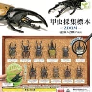 甲虫採集標本-ZOOM-(再販)>