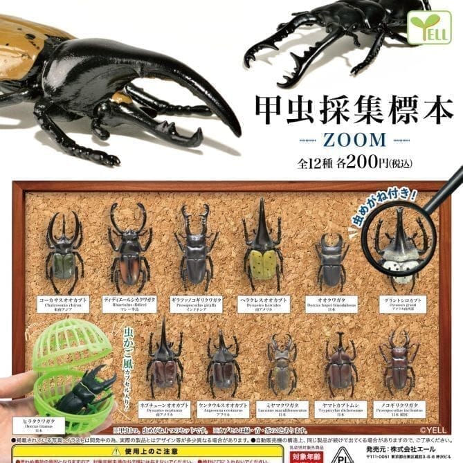 甲虫採集標本-ZOOM-(再販)