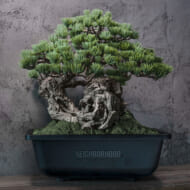 SRL X BANDAI SPIRITS . BONSAI MODEL KIT>