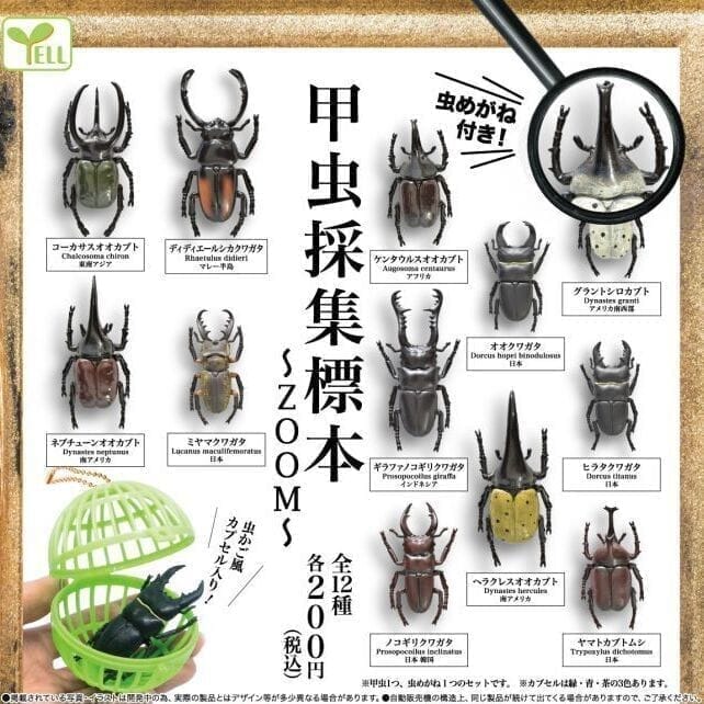 甲虫採集標本-ZOOM->