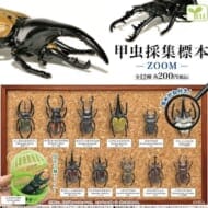 甲虫採集標本-ZOOM-